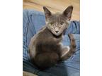 Adopt Chatty a Domestic Shorthair / Mixed (short coat) cat in Richland Hills