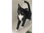 Adopt Kermit a Black & White or Tuxedo Domestic Shorthair / Mixed (short coat)