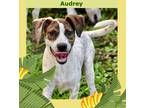 Adopt Audrey a Whippet / Terrier (Unknown Type, Small) / Mixed dog in Fort