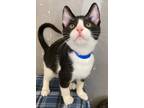 Adopt Kane a Domestic Shorthair / Mixed (short coat) cat in Lemoore