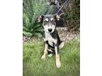 Adopt Kai a Black - with Tan, Yellow or Fawn Australian Shepherd dog in