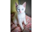 Adopt Aiden a Domestic Shorthair / Mixed (short coat) cat in New Orleans