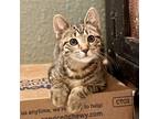 Adopt Kilkenny a Brown Tabby Domestic Mediumhair cat in Knoxville, TN (38733115)