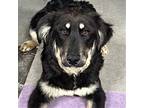 Adopt Slickis a Australian Cattle Dog / Australian Shepherd / Mixed dog in Fort