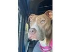 Adopt Leeda a Tan/Yellow/Fawn American Pit Bull Terrier / Mixed dog in