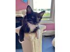 Adopt Park (aka Lucy) a Black & White or Tuxedo Domestic Shorthair / Mixed cat