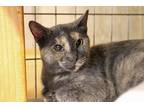 Adopt Selina a Domestic Shorthair / Mixed (short coat) cat in Bolton