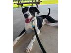 Adopt Dallas a Mixed Breed (Medium) / Mixed dog in Lagrange, IN (38830880)