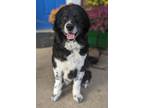 Adopt Pepper a Border Collie dog in Berkeley Heights, NJ (38967214)
