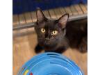 Adopt Blueberry Pie a All Black Domestic Mediumhair / Mixed cat in St.