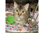 Adopt Emmy Noether a Brown or Chocolate Domestic Shorthair / Mixed cat in