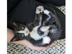 Adopt Greta a Black & White or Tuxedo Domestic Shorthair (short coat) cat in