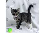Adopt Retro a Brown or Chocolate Domestic Mediumhair / Mixed cat in Lyndhurst