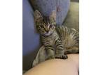 Adopt Finch a Gray, Blue or Silver Tabby Domestic Shorthair cat in New York