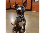 Adopt Blue a Brindle Bull Terrier / Mixed Breed (Medium) dog in Venus