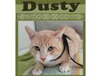 Adopt Dusty a Domestic Mediumhair / Mixed (short coat) cat in Mena