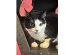 Adopt Double Stuffed Oreo a Domestic Shorthair / Mixed cat in Wheaton
