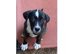 Adopt Remy a Black - with White Black Mouth Cur / Labrador Retriever dog in