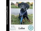 Adopt Lobo (Lucky Charms) 072923 a Black - with Tan, Yellow or Fawn German