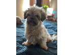 Adopt PRECIOUS a White Shih Tzu dog in Banning, CA (38942922)