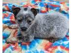 Adopt Ember a Australian Cattle Dog / Mixed dog in Neillsville, WI (38927826)