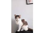 Adopt Minnie a Domestic Shorthair / Mixed cat in Wheaton, IL (38949503)