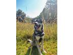 Adopt Rip a White German Shepherd Dog / Mixed dog in Fairfax, VA (38865372)