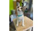 Adopt Evelyn Marie a Tan or Fawn Tabby Domestic Shorthair / Mixed (short coat)