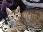 Adopt Zenyatta a Domestic Shorthair (short coat) cat in Mead, WA (38740395)