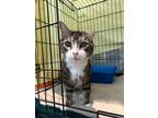 Adopt Loni Anderson a Domestic Shorthair / Mixed (short coat) cat in Hyde Park