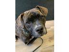 Adopt Pixel a Mixed Breed (Medium) / Mixed dog in Lagrange, IN (38976335)