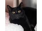 Adopt Mystique a All Black Domestic Shorthair / Mixed cat in Salt Lake City
