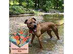 Adopt Athena a Brown/Chocolate American Pit Bull Terrier / Mixed dog in