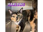 Adopt Marlowe a Tortoiseshell Domestic Shorthair cat in Burlington