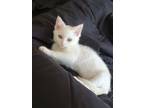 Adopt Moonstone a White American Shorthair cat in PACIFICA, CA (38864448)