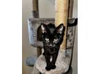Adopt Princess 8048 a All Black Domestic Shorthair / Mixed cat in Dallas
