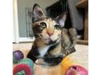 Adopt Sesame a Tortoiseshell Domestic Shorthair / Mixed cat in Dallas
