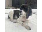 Adopt Abby a Black - with White Cocker Spaniel / Cocker Spaniel dog in Tampa