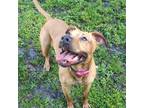 Adopt Missy a Tan/Yellow/Fawn Black Mouth Cur / Mixed dog in Gainesville