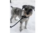 Adopt Judge Judy a Gray/Silver/Salt & Pepper - with White Schnauzer (Standard)