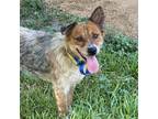 Adopt Ember a Australian Cattle Dog / Mixed dog in San Antonio, TX (38974758)