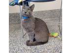 Adopt Dyson a Gray or Blue Domestic Shorthair / Mixed cat in Fairport
