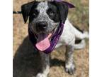 Adopt Lickety Split a Black Cattle Dog / Mixed dog in Wadena, MN (38970823)