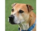 Adopt Trick 8 a Tan/Yellow/Fawn American Pit Bull Terrier / Mixed dog in