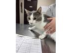 Adopt Balto a Gray or Blue Domestic Shorthair / Domestic Shorthair / Mixed cat