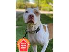 Adopt Peony a White American Pit Bull Terrier / Mixed dog in Valley View