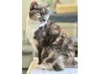 Adopt Mirabel (fka Bella) a Domestic Shorthair / Mixed (short coat) cat in