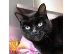 Adopt Powdered Sugar Donut a All Black Domestic Shorthair / Domestic Shorthair /