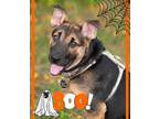 Adopt Football Litter - Scrimmage a Shepherd (Unknown Type) / Cattle Dog / Mixed