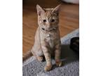Adopt Jaws a Orange or Red Tabby Domestic Shorthair (short coat) cat in St.